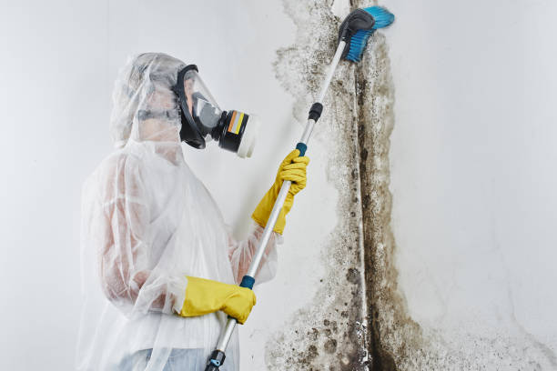 Best Mold Testing and Inspection Services in Garden City, ID