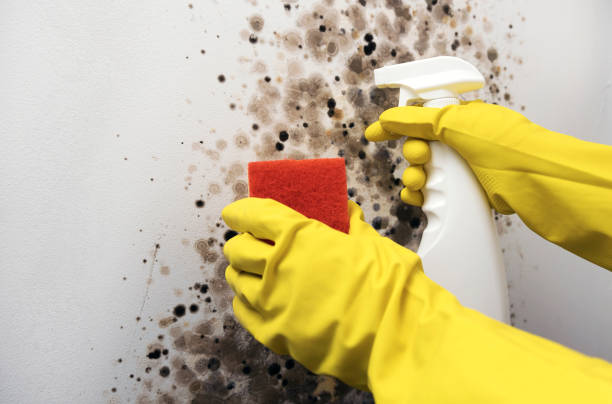 Best Insurance-Related Mold Remediation in Garden City, ID