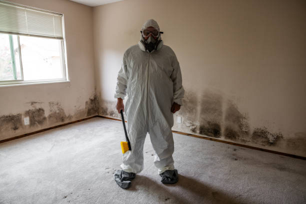 Best Black Mold Remediation in Garden City, ID